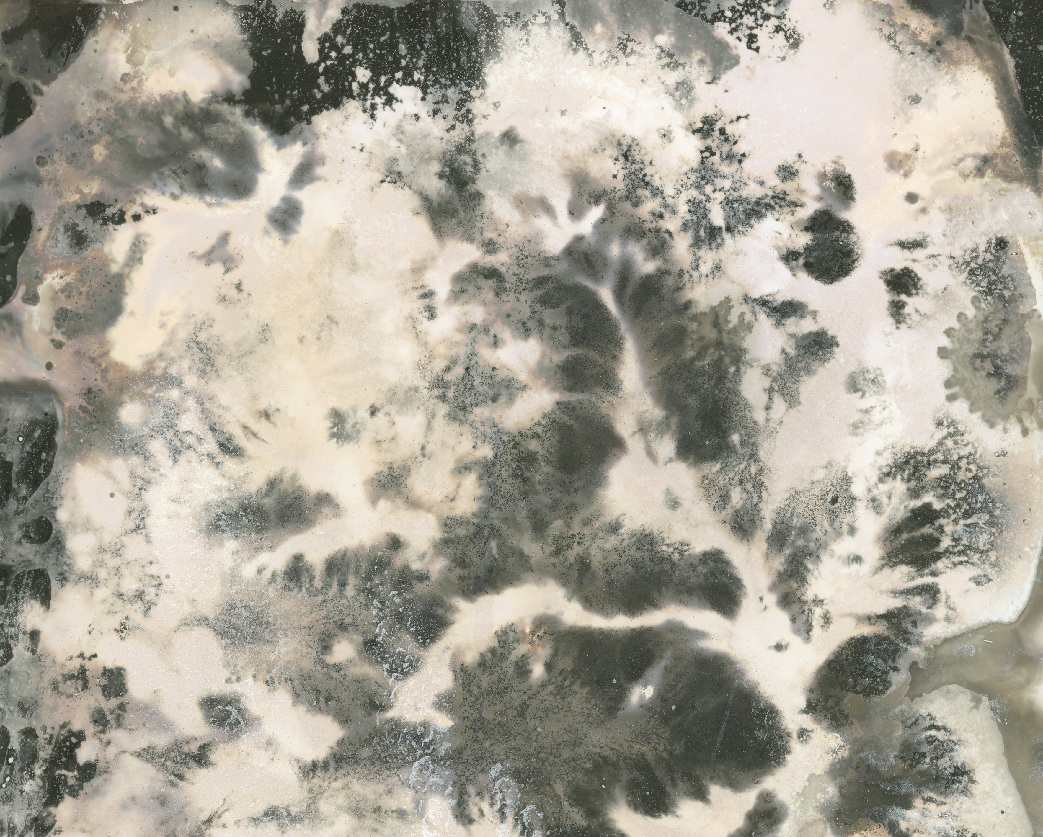 A detail of a chemigram image.