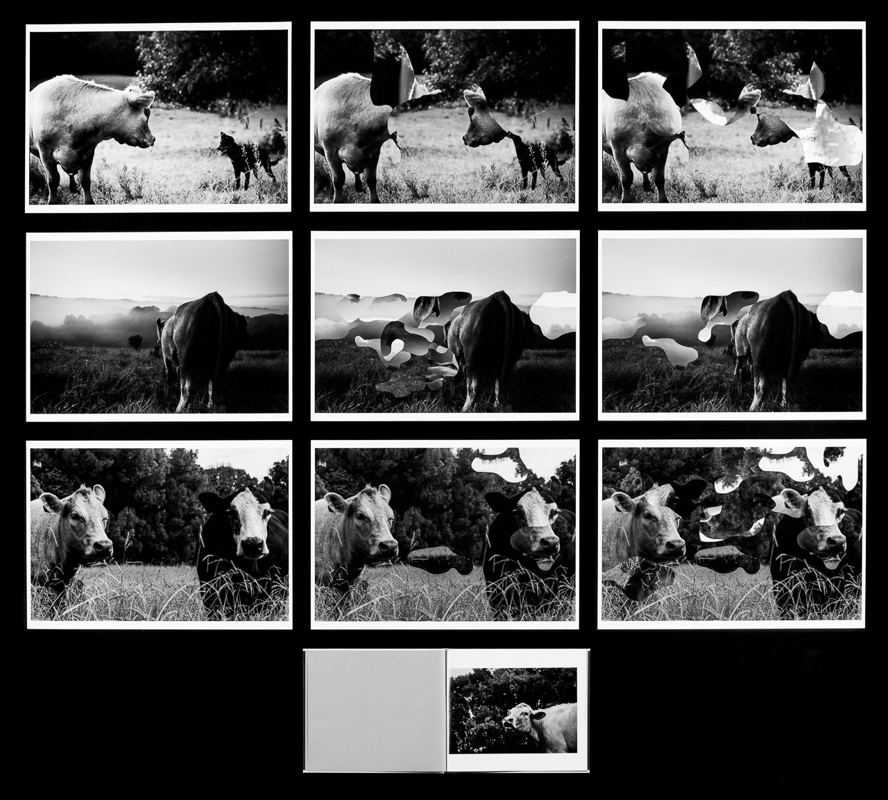 A series of 10 black and white photos of cows in a field that are cutaway in some areas.