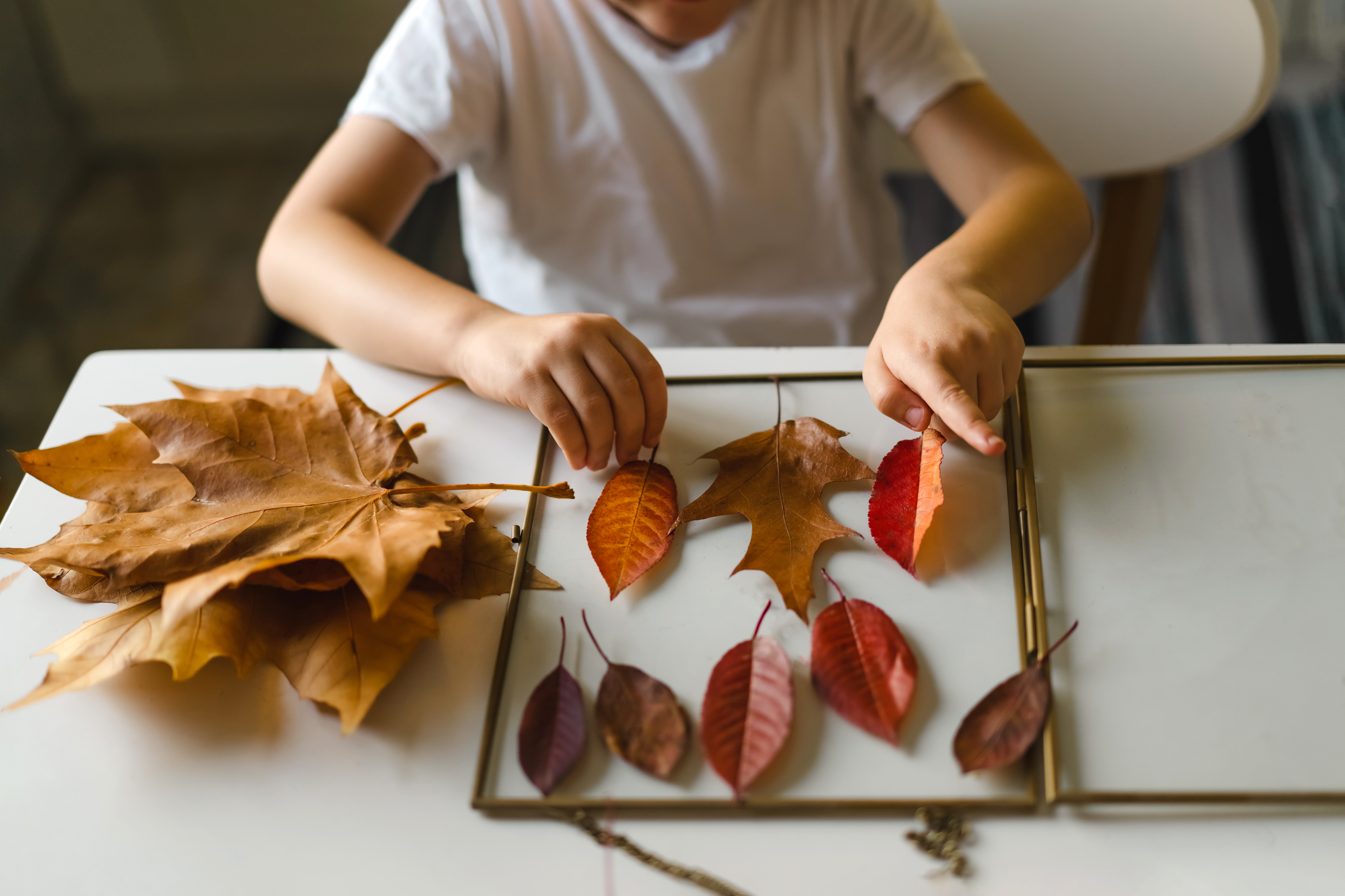 A photgraph of a child placing autumn leaves in a gold frame.