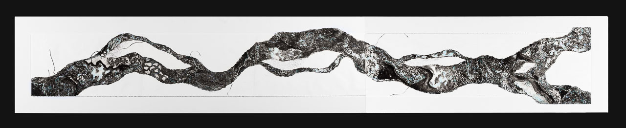 A long ink drawing of a river-like shape that tracks across a stark white page.