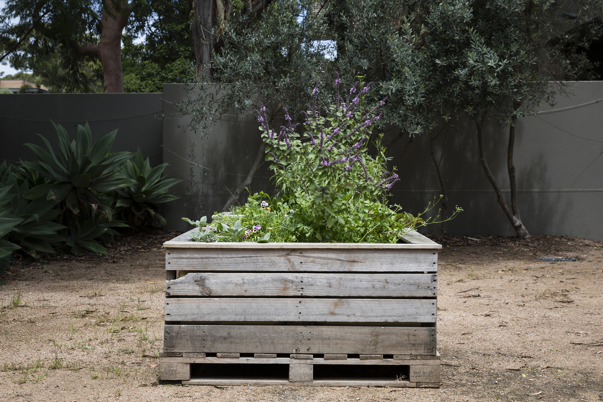 A raised garden bed made from timber palettes sitting in the middle of a courtyard, There is low green foliage and a small purple flowering shrub growing in it.