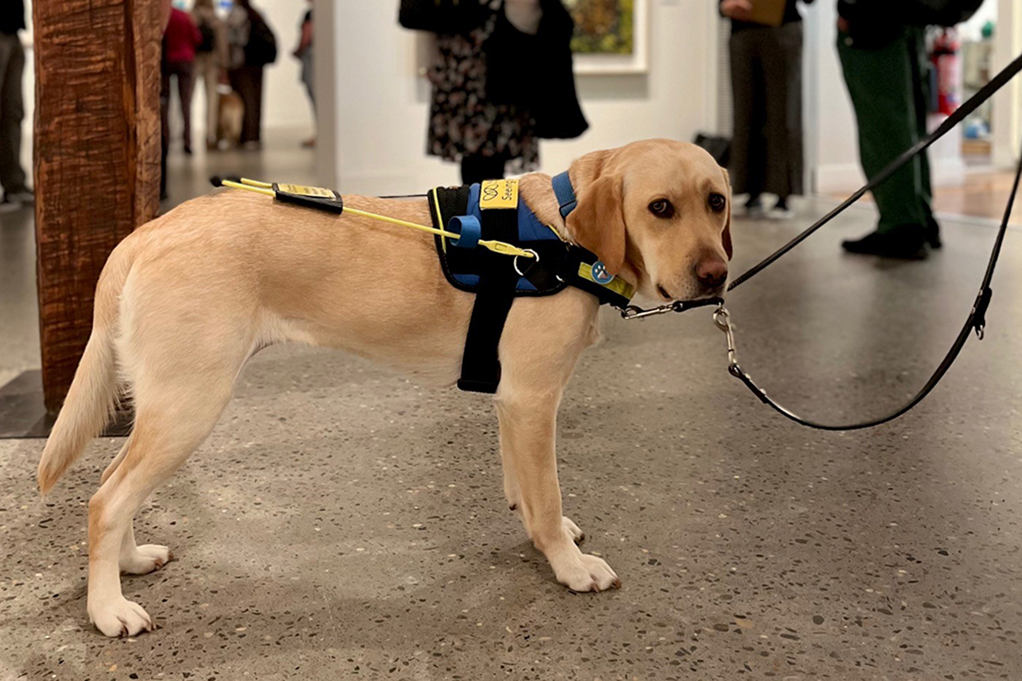 A golden coloured labrador dog wearing a blue and yellow Guide Dog harness standing in a gallery space, the legs of people are in the background.