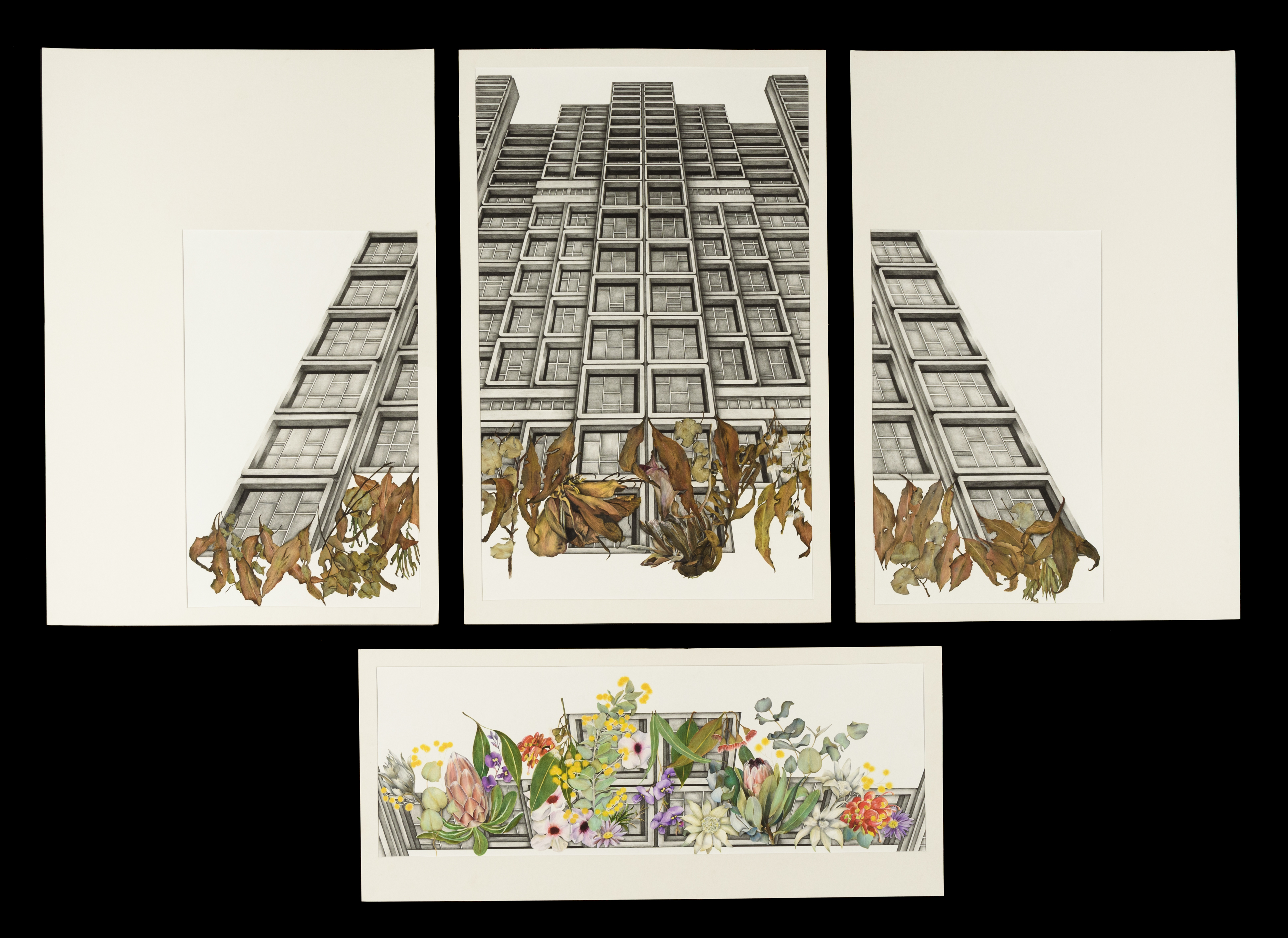 A four panelled drawing - the three top panels combine to shoe a building from a low point of view and the lower drawing of native flora.