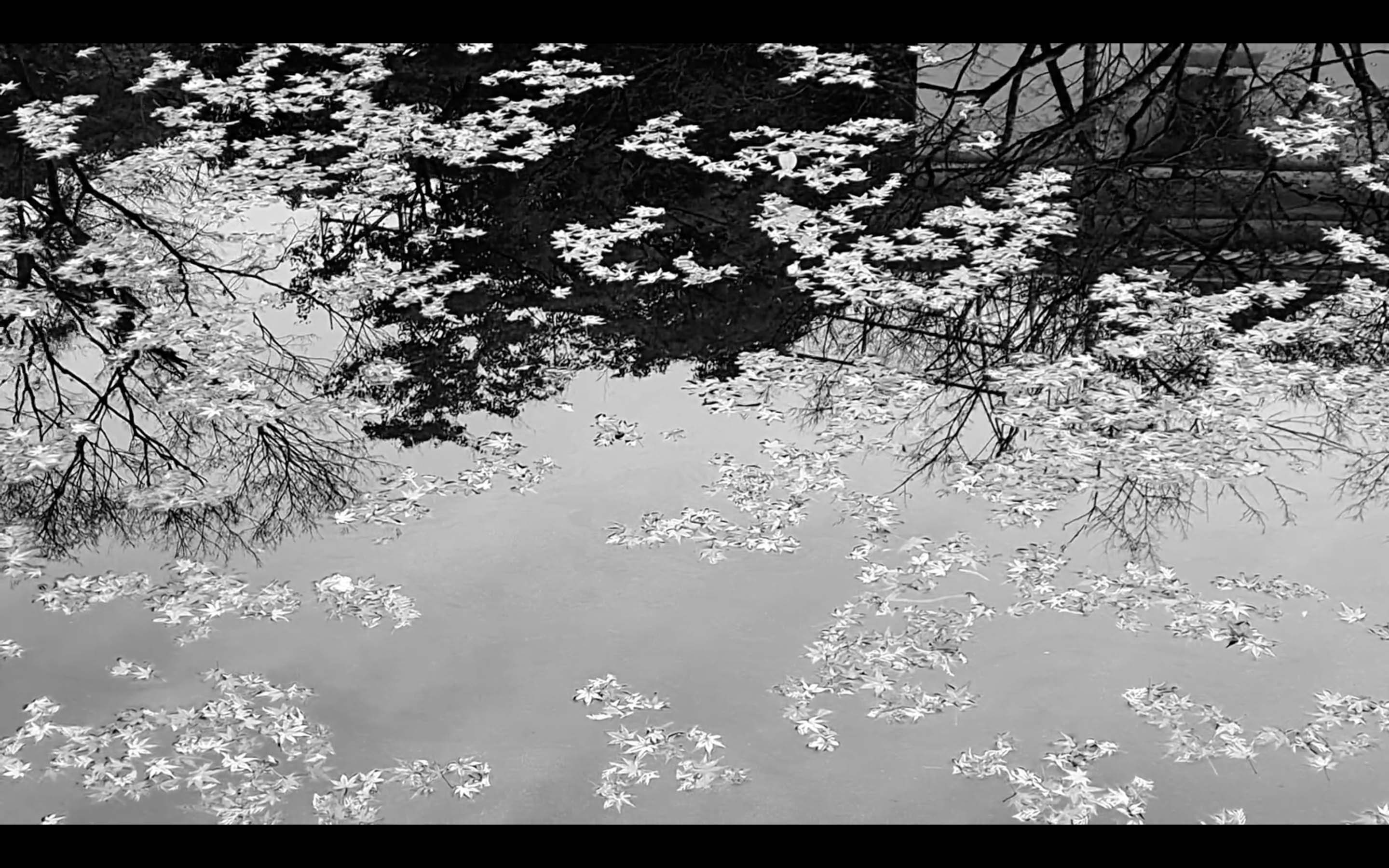 A still taken from a black and white film showing bare branches and leaves floating on a silver surface.