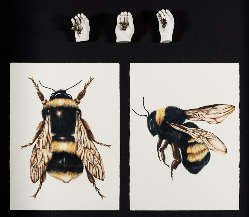 Two coloured pencil drawings of a bee and three sculptures of human hands.